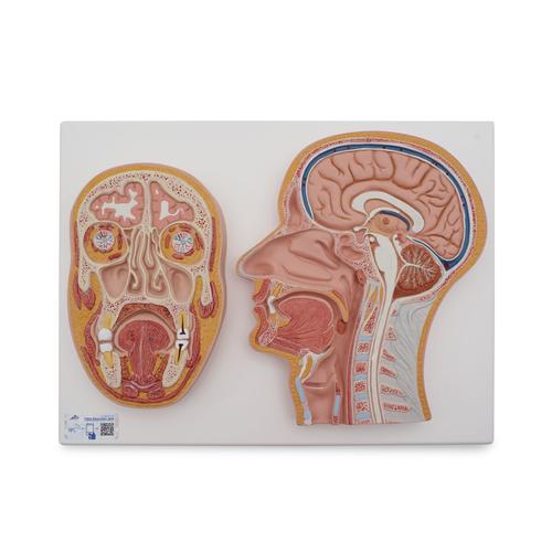 두부 정중단면 모형  Median and Frontal Section of Human Head, 1022187 [C13], 머리 모형