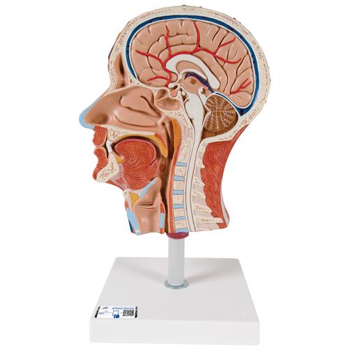 Half Head Model with Neck, Muscles, Blodd Vessels & Nerve Branches - 3B Smart Anatomy, 1000221 [C14], Head Models