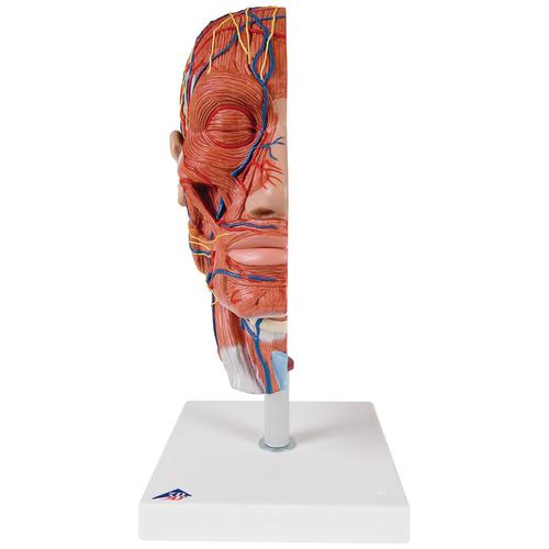 Модель половины головы с мышцами - 3B Smart Anatomy, 1000221 [C14], Модели головы человека