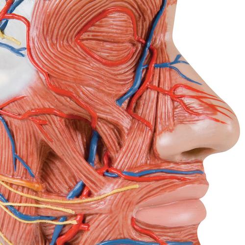 Demi-tête avec musculature - 3B Smart Anatomy, 1000221 [C14], Modèles de têtes