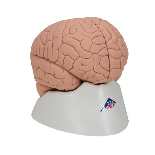 Menschliches Gehirnmodell f&uuml;r Einsteiger, 2-teilig, 1000223 [C15/1], Gehirnmodelle