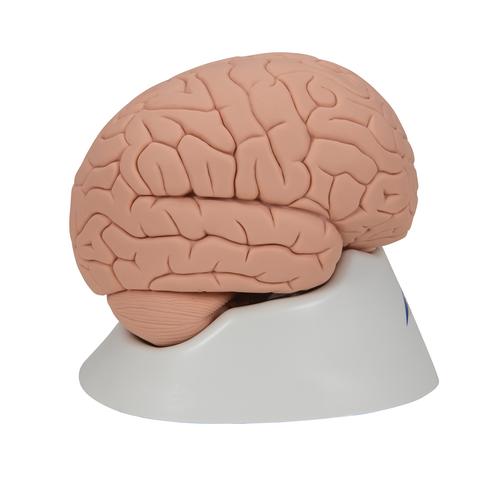 Menschliches Gehirnmodell f&uuml;r Einsteiger, 2-teilig, 1000223 [C15/1], Gehirnmodelle