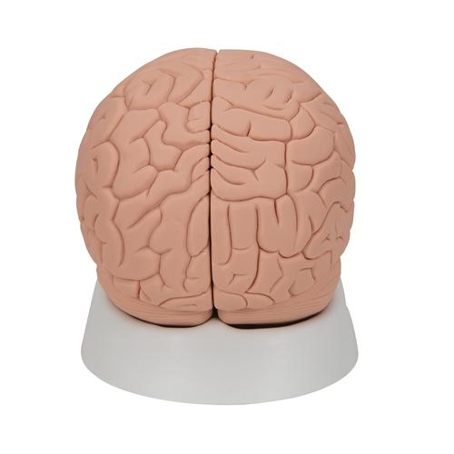 Модель мозга для начального изучения, 2 части - 3B Smart Anatomy, 1000223 [C15/1], Модели мозга человека