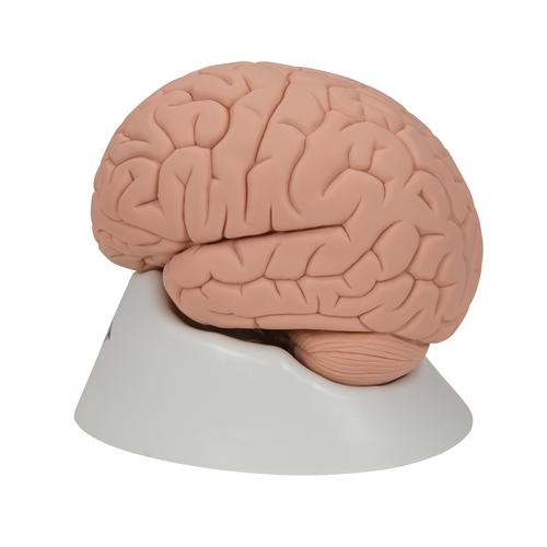 Модель мозга для начального изучения, 2 части - 3B Smart Anatomy, 1000223 [C15/1], Модели мозга человека