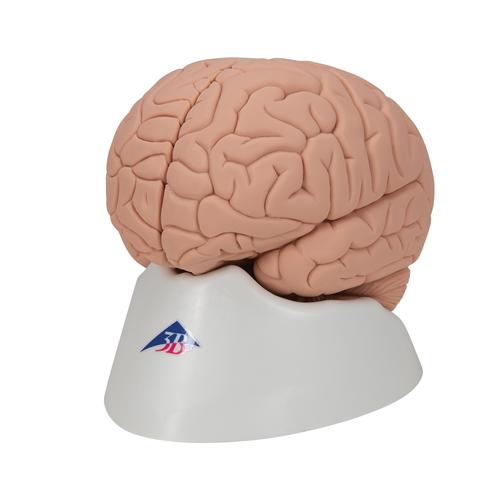 初级大脑模型，2部分组成 - 3B Smart Anatomy, 1000223 [C15/1], 消化系统模型