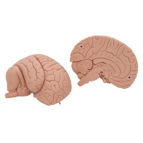 Cérebro para estudos( básico), 2 partes, 1000223 [C15/1], Modelo de cérebro