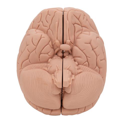 Cerveau pour d&eacute;butant, en 2 parties, 1000223 [C15/1], Mod&egrave;les de cerveaux