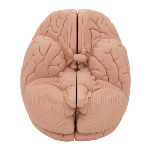 Menschliches Gehirnmodell für Einsteiger, 2-teilig - 3B Smart Anatomy, 1000223 [C15/1], Gehirnmodelle