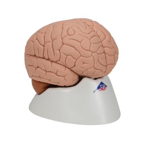 Модель мозга, 2 части - 3B Smart Anatomy, 1000222 [C15], Модели мозга человека