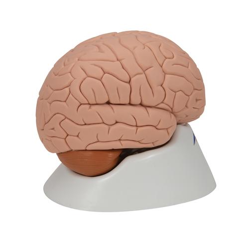 Cerveau en 2 parties, 1000222 [C15], Mod&egrave;les de cerveaux