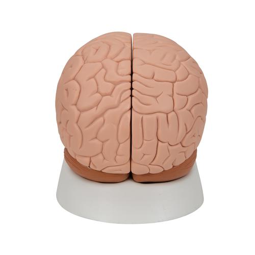 Cerveau en 2 parties, 1000222 [C15], Mod&egrave;les de cerveaux