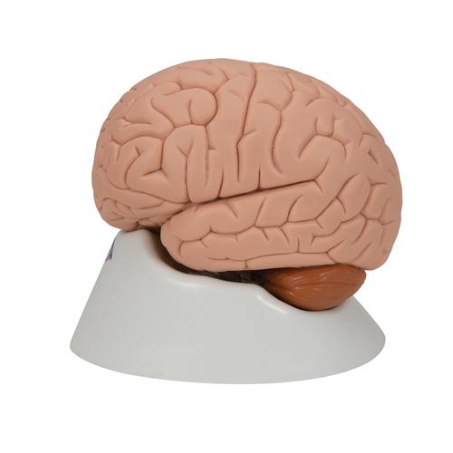 Menschliches Gehirnmodell, 2-teilig - 3B Smart Anatomy, 1000222 [C15], Gehirnmodelle