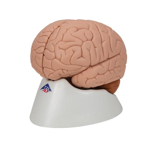 뇌 모형, 2파트 분리
Brain Model, 2 part - 3B Smart Anatomy, 1000222 [C15], 두뇌 모형