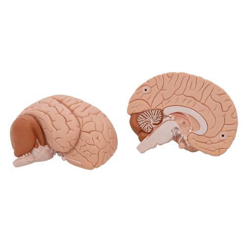 Cerveau en 2 parties, 1000222 [C15], Mod&egrave;les de cerveaux