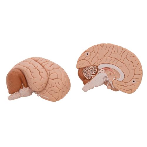 뇌 모형, 2파트 분리
Brain Model, 2 part - 3B Smart Anatomy, 1000222 [C15], 두뇌 모형