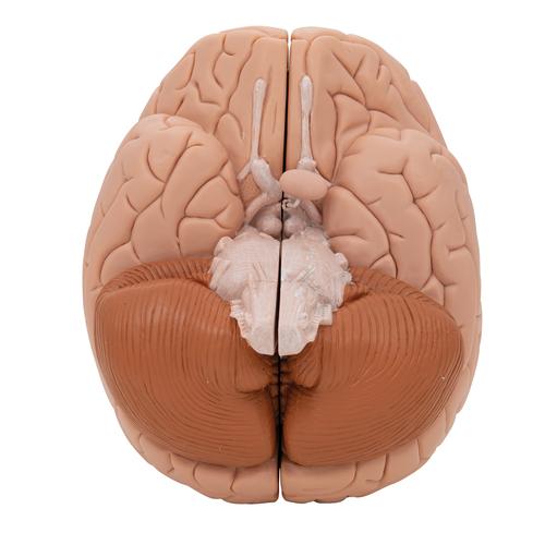 Menschliches Gehirnmodell, 2-teilig - 3B Smart Anatomy, 1000222 [C15], Gehirnmodelle