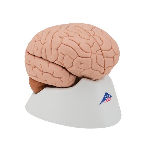Cervello, modello classico, in 4 parti - 3B Smart Anatomy, 1000224 [C16], Modelli di Cervello