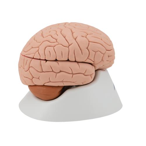 Mod&egrave;le anatomique du cerveau en 4 parties, 1000224 [C16], Mod&egrave;les de cerveaux