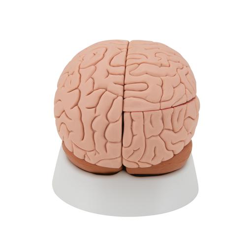Mod&egrave;le anatomique du cerveau en 4 parties, 1000224 [C16], Mod&egrave;les de cerveaux