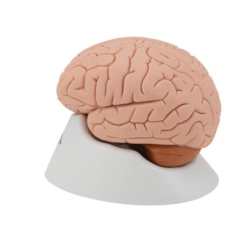 Модель мозга, 4 части - 3B Smart Anatomy, 1000224 [C16], Модели мозга человека