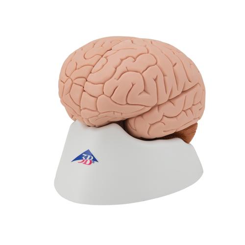 Mod&egrave;le anatomique du cerveau en 4 parties, 1000224 [C16], Mod&egrave;les de cerveaux