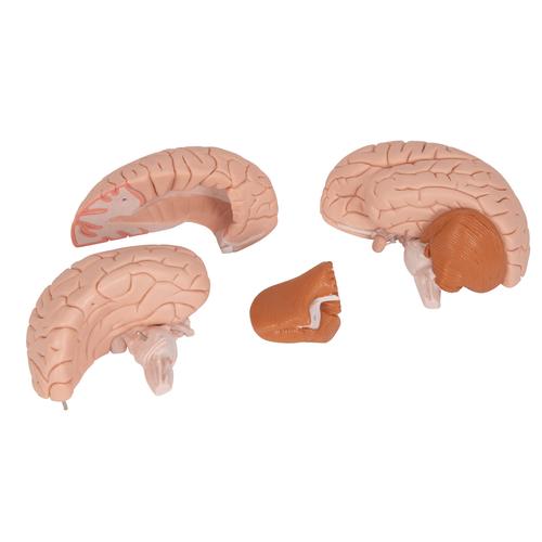 Mod&egrave;le anatomique du cerveau en 4 parties, 1000224 [C16], Mod&egrave;les de cerveaux