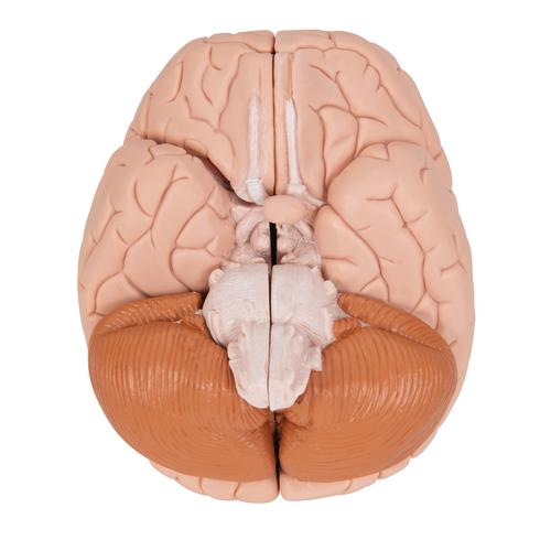 Encéfalo clásico, desmontable en 4 piezas - 3B Smart Anatomy, 1000224 [C16], Modelos de Cerebro