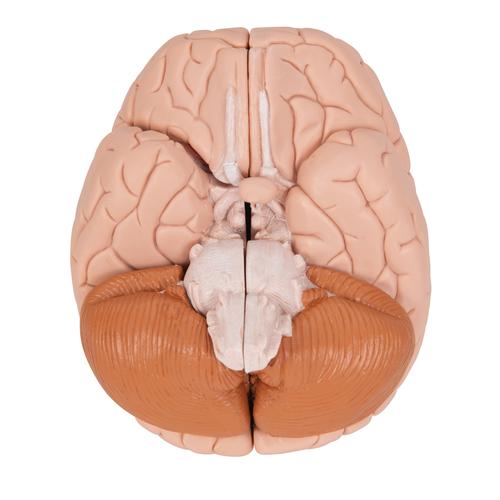 Mod&egrave;le anatomique du cerveau en 4 parties, 1000224 [C16], Mod&egrave;les de cerveaux