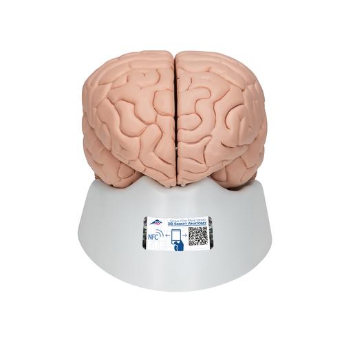 Cérebro, 8 partes, 1000225 [C17], Modelo de cérebro