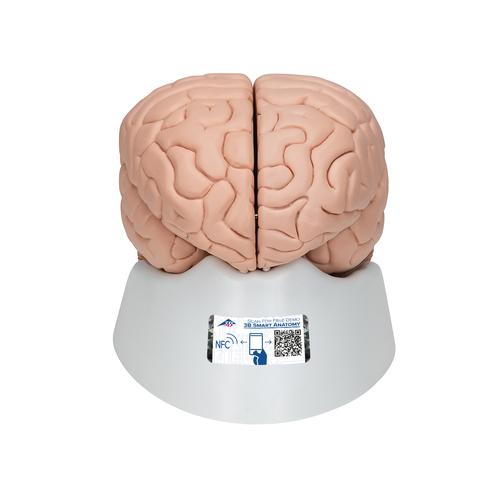 Cerveau en 8 parties, 1000225 [C17], Mod&egrave;les de cerveaux