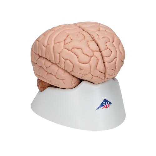 Cerveau en 8 parties, 1000225 [C17], Mod&egrave;les de cerveaux