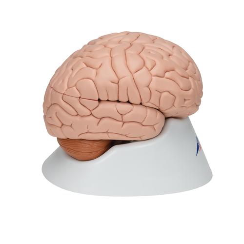 Human Brain Model, 8 part - 3B Smart Anatomy, 1000225 [C17], Brain Models