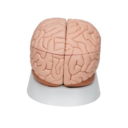 Cerveau en 8 parties, 1000225 [C17], Mod&egrave;les de cerveaux
