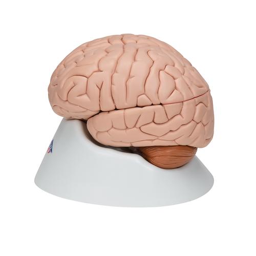 Модель мозга, 8 частей - 3B Smart Anatomy, 1000225 [C17], Модели мозга человека