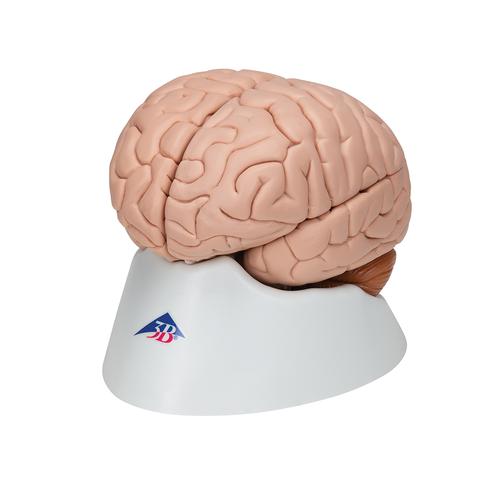 豪华型脑模型，8部分 - 3B Smart Anatomy, 1000225 [C17], 消化系统模型