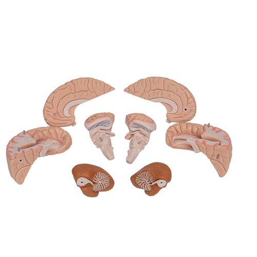 豪华型脑模型，8部分 - 3B Smart Anatomy, 1000225 [C17], 消化系统模型