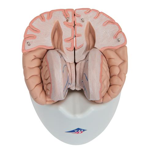 Encéfalo de lujo, desmontable en 8 piezas - 3B Smart Anatomy, 1000225 [C17], Modelos de Cerebro