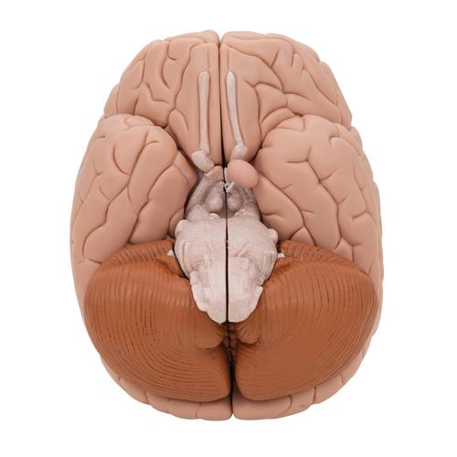 Cerveau en 8 parties, 1000225 [C17], Mod&egrave;les de cerveaux