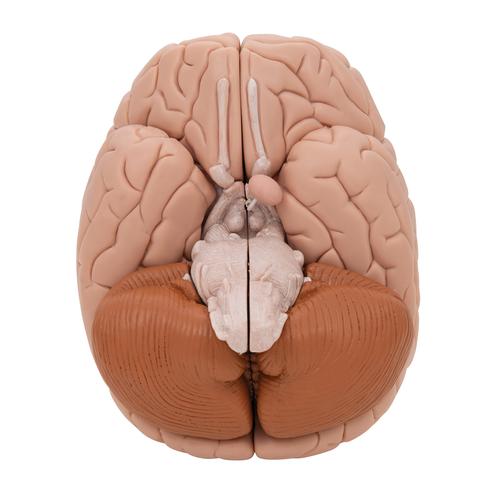 Human Brain Model, 8 part - 3B Smart Anatomy, 1000225 [C17], Brain Models