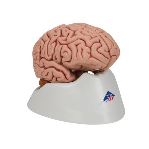 Cerveau classique, en 5 parties, 1000226 [C18], Mod&egrave;les de cerveaux