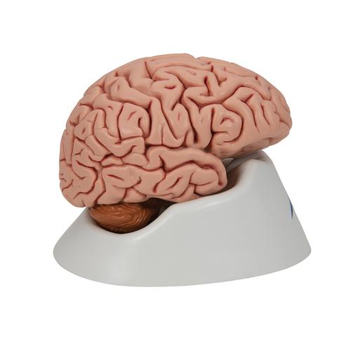 Cerveau classique, en 5 parties, 1000226 [C18], Mod&egrave;les de cerveaux