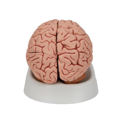 Cerveau classique, en 5 parties, 1000226 [C18], Mod&egrave;les de cerveaux