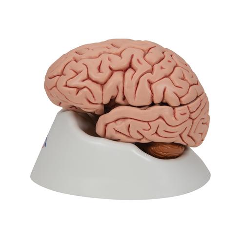 Cerveau classique, en 5 parties, 1000226 [C18], Mod&egrave;les de cerveaux