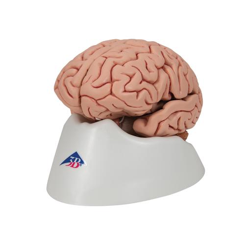 Cerveau classique, en 5 parties, 1000226 [C18], Mod&egrave;les de cerveaux
