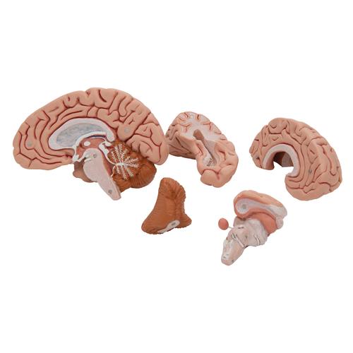 Cerveau classique, en 5 parties, 1000226 [C18], Mod&egrave;les de cerveaux