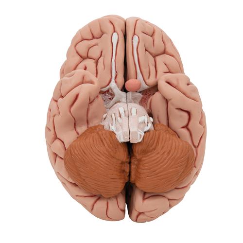Cerveau classique, en 5 parties, 1000226 [C18], Mod&egrave;les de cerveaux