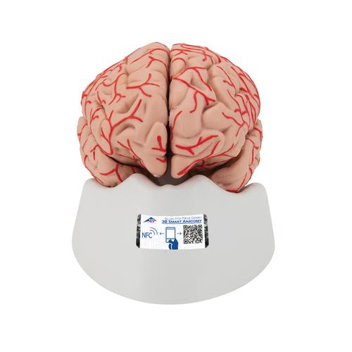 豪华型脑模型带动脉，9部分 - 3B Smart Anatomy, 1017868 [C20], 消化系统模型