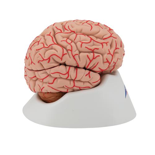 豪华型脑模型带动脉，9部分 - 3B Smart Anatomy, 1017868 [C20], 消化系统模型