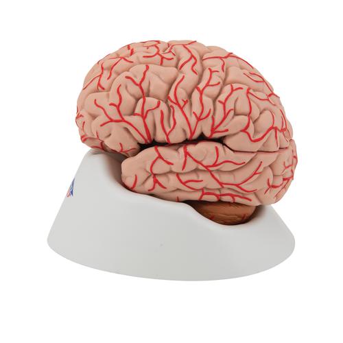 Cerveau avec artères, en 9 parties - 3B Smart Anatomy, 1017868 [C20], Modèles de cerveaux