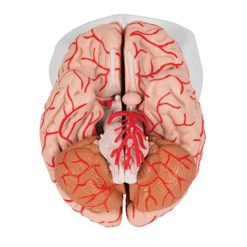 동맥이 있는 뇌모형, 9-파트
Brain with Arteries, 9 part - 3B Smart Anatomy, 1017868 [C20], 두뇌 모형